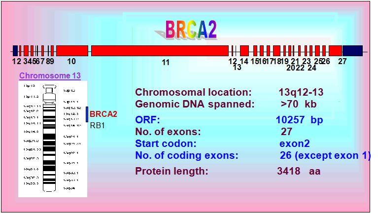 BRCA2 structure
